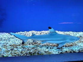 Oceanarium Niechorze